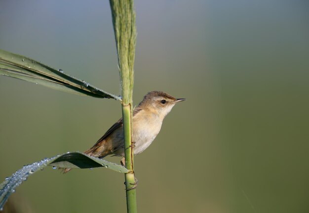 Premium Photo | The paddyfield warbler in soft morning light