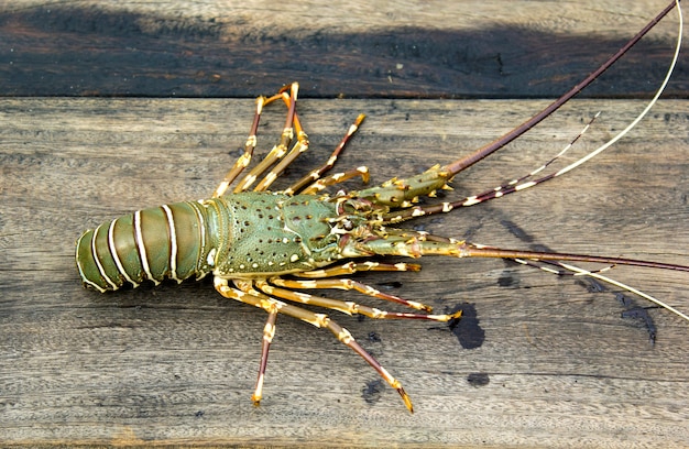 Premium Photo | Painted spiny lobster (panulirus versicolor) trapped by ...