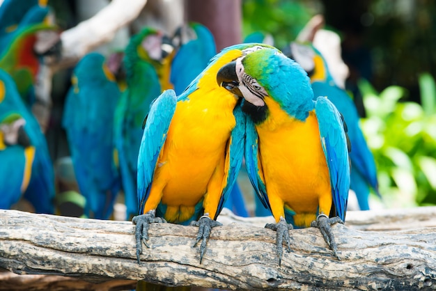 Premium Photo | A pair of blue-and-yellow macaws perching at wood ...