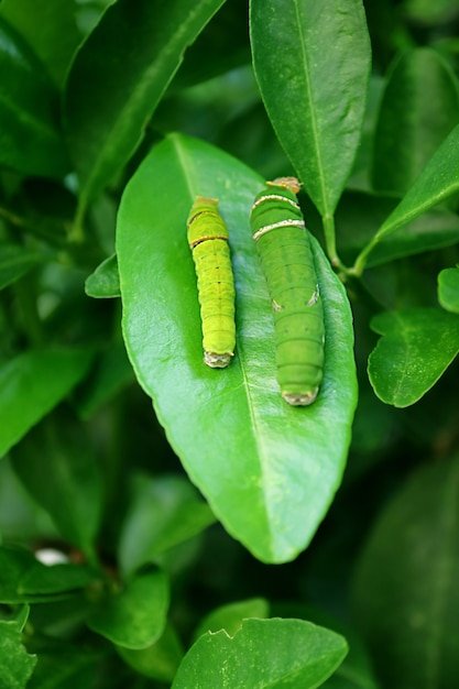 Premium Photo Pair Of Citrus Tree Caterpillars In Different Instar Resting On Lime Tree Leaf 2506