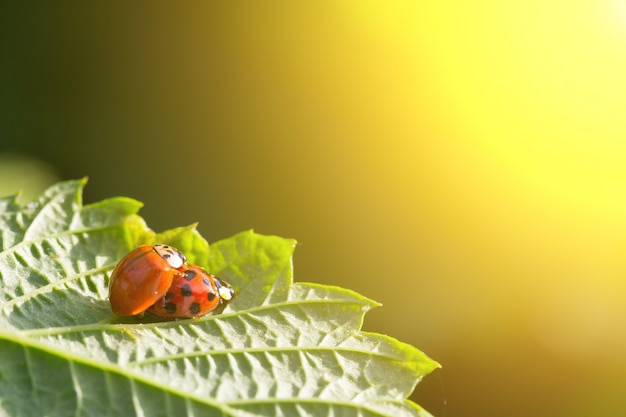 カブトムシのペアは夕日の黄金色の光の中で緑の葉の上のてんとう虫を交尾します セックス 愛 関係の概念 プレミアム写真