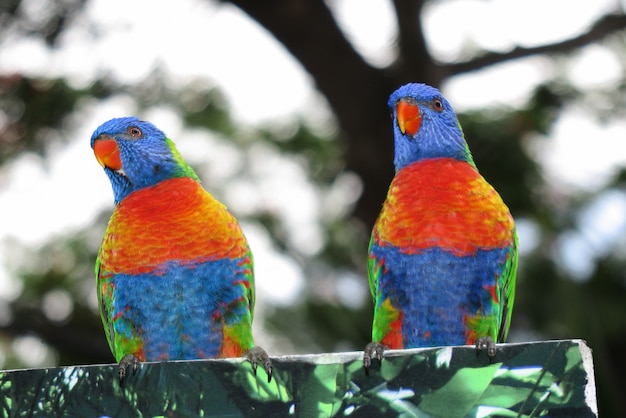 Premium Photo A Pair Of Rainbow Lorikeets Beautiful Couple Of Parots