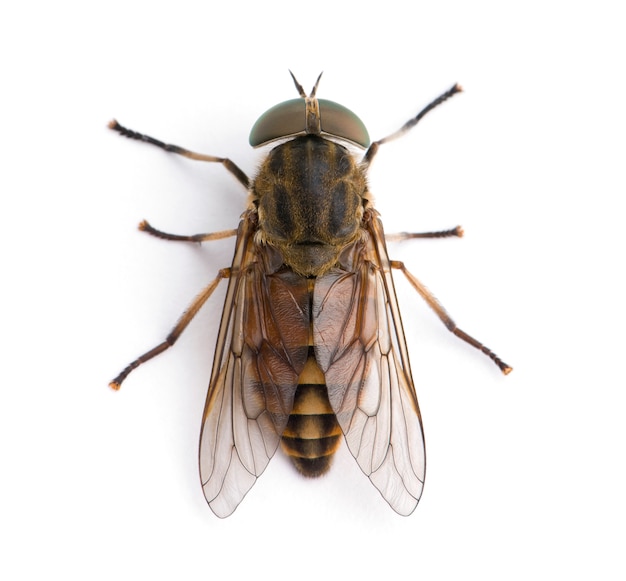 Premium Photo | Pale giant horse-fly, tabanus bovinus isolated