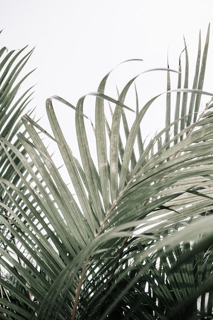 Premium Photo | Pale tropical palm branches near wall