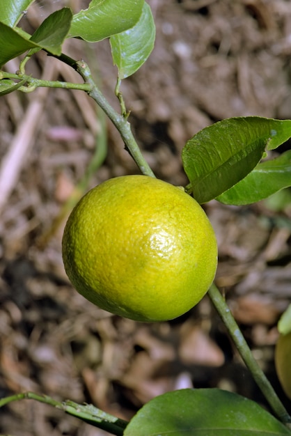 Premium Photo | Palestinian sweet lime closeup on tree