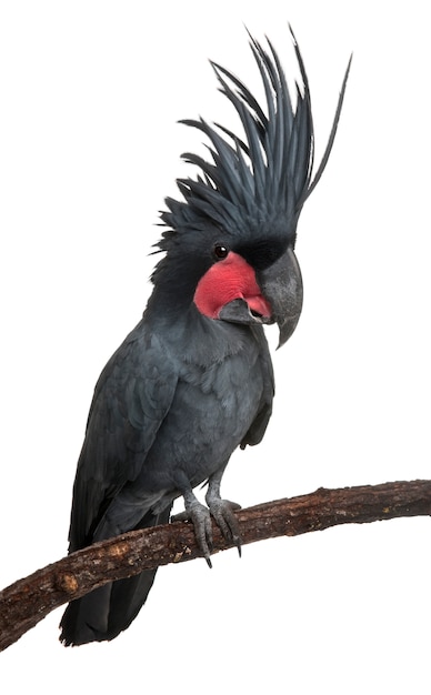 Premium Photo | Palm cockatoo, probosciger aterrimus, also known as the ...