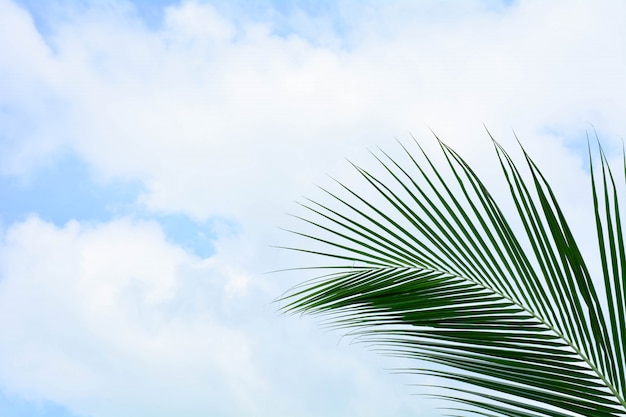 Premium Photo | Palm coconut leaf on blue sky in summer