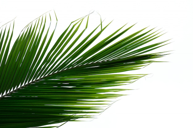 Premium Photo | Palm leaves isolated on white background