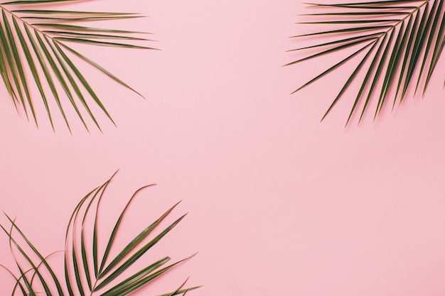 Palm leaves on a pink background. Photo | Premium Download