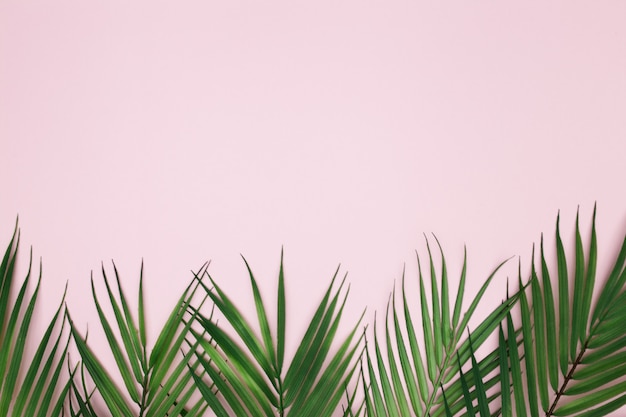 Palm leaves on pink background | Free Photo