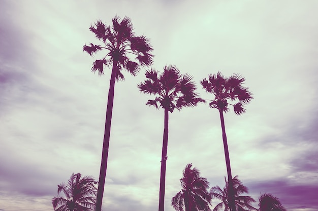 Free Photo | Palm tree at afternoon