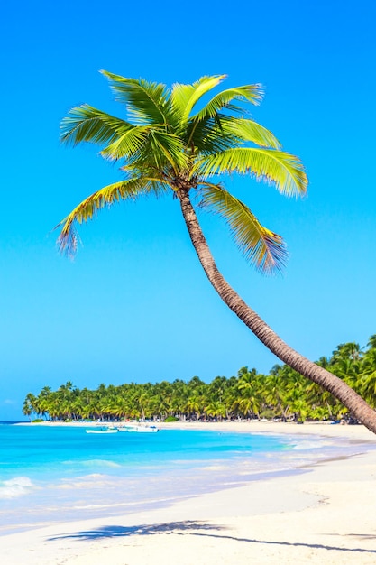 Premium Photo | Palm tree on the caribbean tropical beach. saona island ...