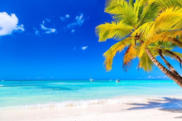 Premium Photo | Palm tree on the caribbean tropical beach