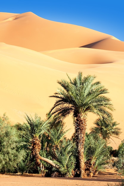 Premium Photo | Palm Tree In The Desert With Sand Dunes And Blue Sky