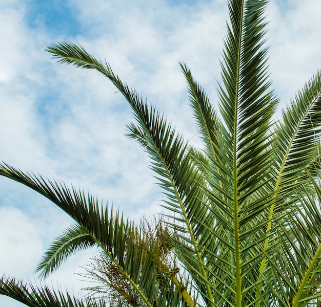 Premium Photo | Palm tree leaves in perspective