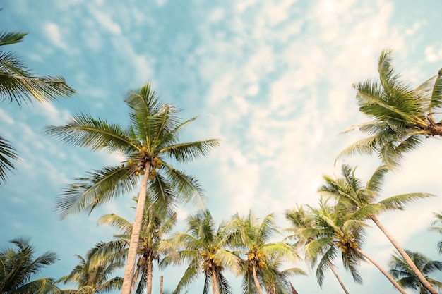 Premium Photo | Palm tree on tropical beach with blue sky and sunlight ...