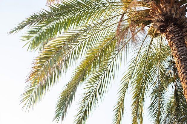 Premium Photo Palm Tree With Dates On Sky Background