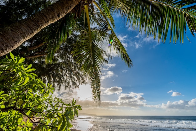 ヤシの木とオアフ島 ハワイのノースショアのサンセットビーチの波 プレミアム写真