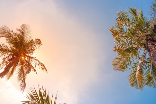 Premium Photo | Palm trees on a background of blue sky with clouds