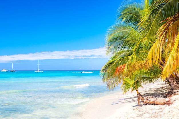 Premium Photo | Palm trees on the caribbean tropical beach