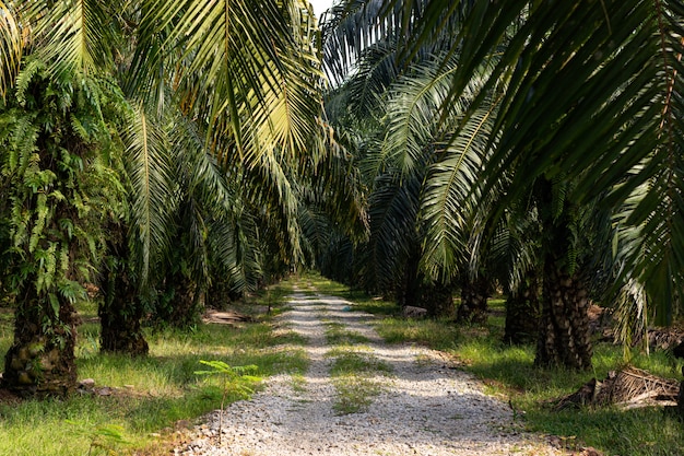 palm trees palm oil plantation south east asia 181624 6050 - Jalan-Jalan ke Kuala Selangor, Wajib Kunjungi 7 Tempat Berikut
