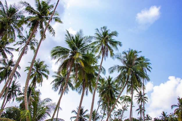 Premium Photo | Palm trees and the sky bright on beautiful area at koh ...