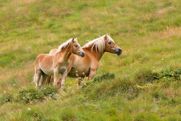 パロミノ馬と彼女の子馬 プレミアム写真