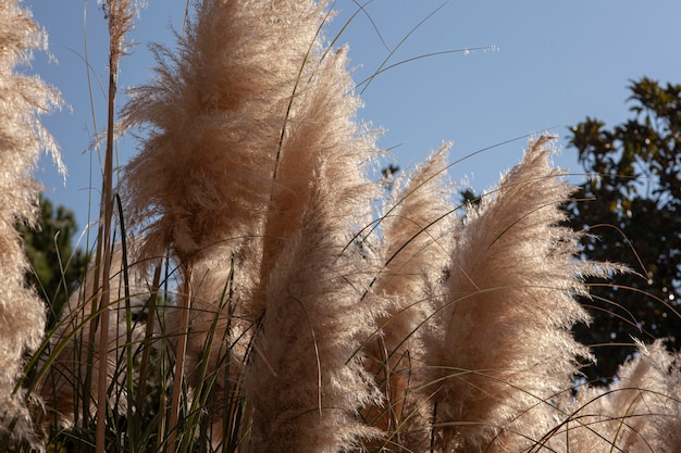 Premium Photo | Pampas grass detail on a garden in a sunny day