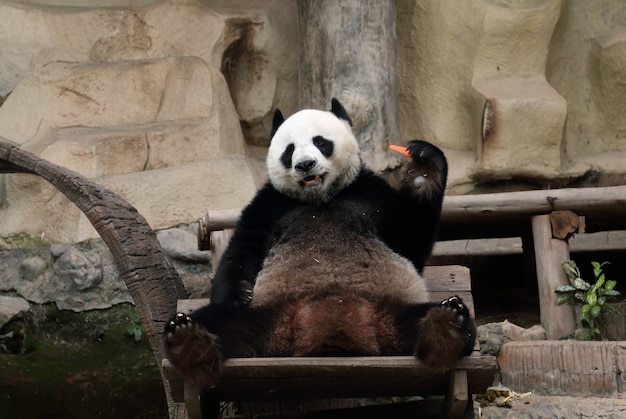 premium-photo-panda-bear-eating-carrot