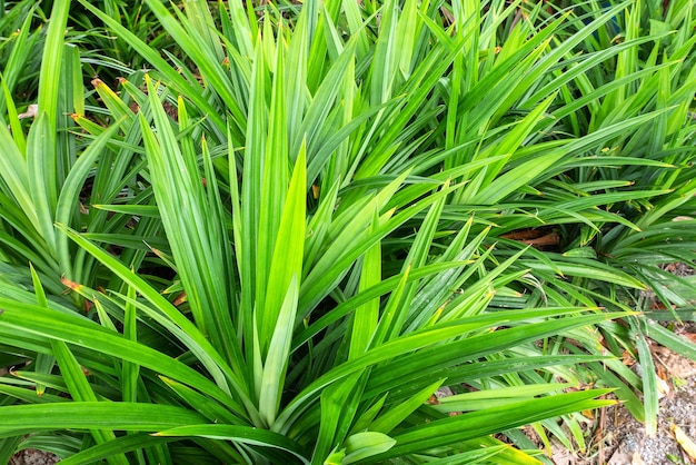 Premium Photo | Pandanus trees scientific name pandanus amaryllifolius come