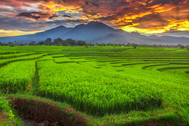 Premium Photo | Panorama of yellow rice fields with beautiful blue ...