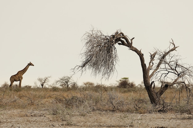 フォアグラウンドで枯れ木と草原に立っているキリンのパノラマ撮影 無料の写真