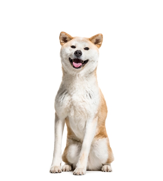 Premium Photo | Panting akita inu dog sitting, isolated