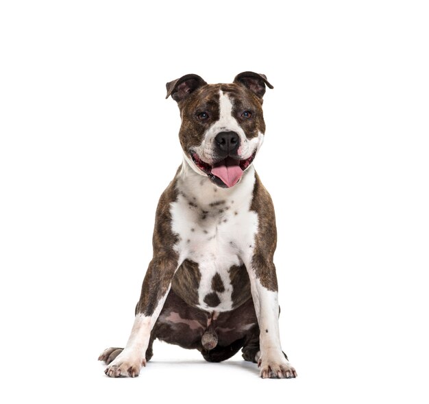 Panting american staffordshire terrier dog sitting