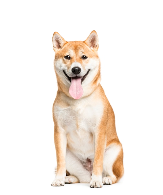 Premium Photo | Panting shiba inu dog sitting in front, isolated