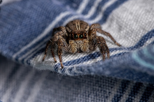 Premium Photo | Pantropical Jumping Spider Of The Species Plexippus ...