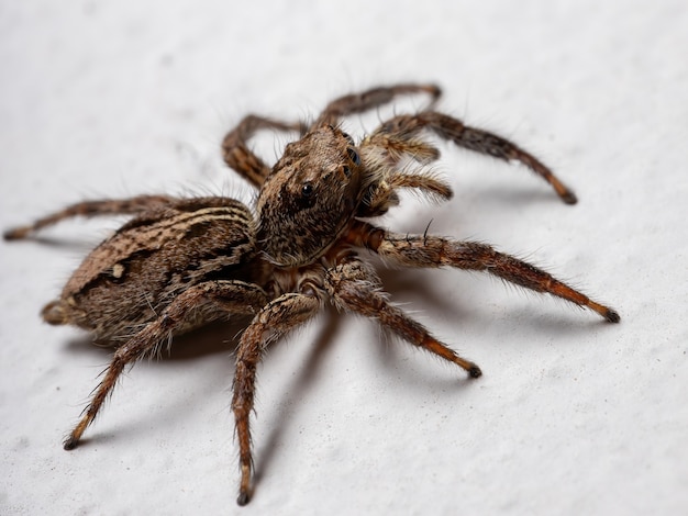 Premium Photo | Pantropical Jumping Spider Of The Species Plexippus ...