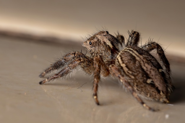 Premium Photo | Pantropical jumping spider of the species plexippus ...