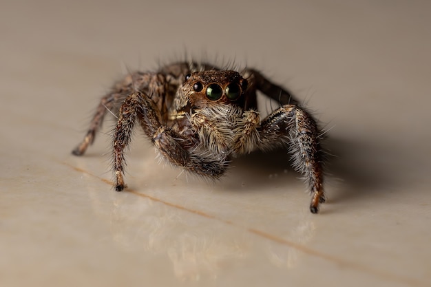 Premium Photo | Pantropical Jumping Spider Of The Species Plexippus ...