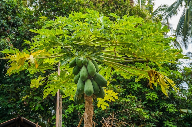 Premium Photo | A papaya tree in the garden