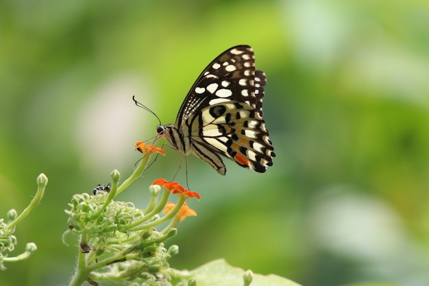 Premium Photo | Papilio colorful butterfly feeding nectar from tiny flowers