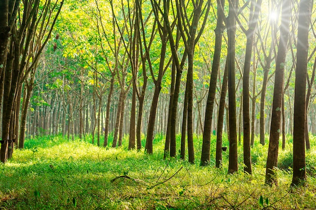 Premium Photo | Para rubber tree, latex rubber plantation