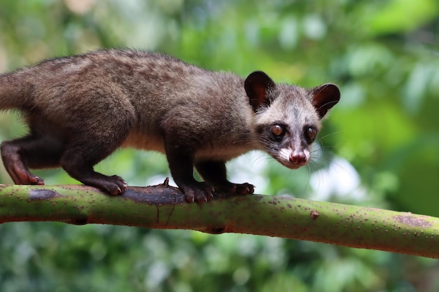 Free Photo | Paradoxurus Hermaphroditus Closeup With Natural Background