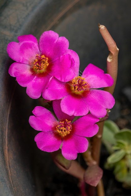 Premium Photo | Paraguayan purslane flower of the species portulaca amilis