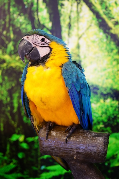 Premium Photo | Parrot bird, also called psittacidae