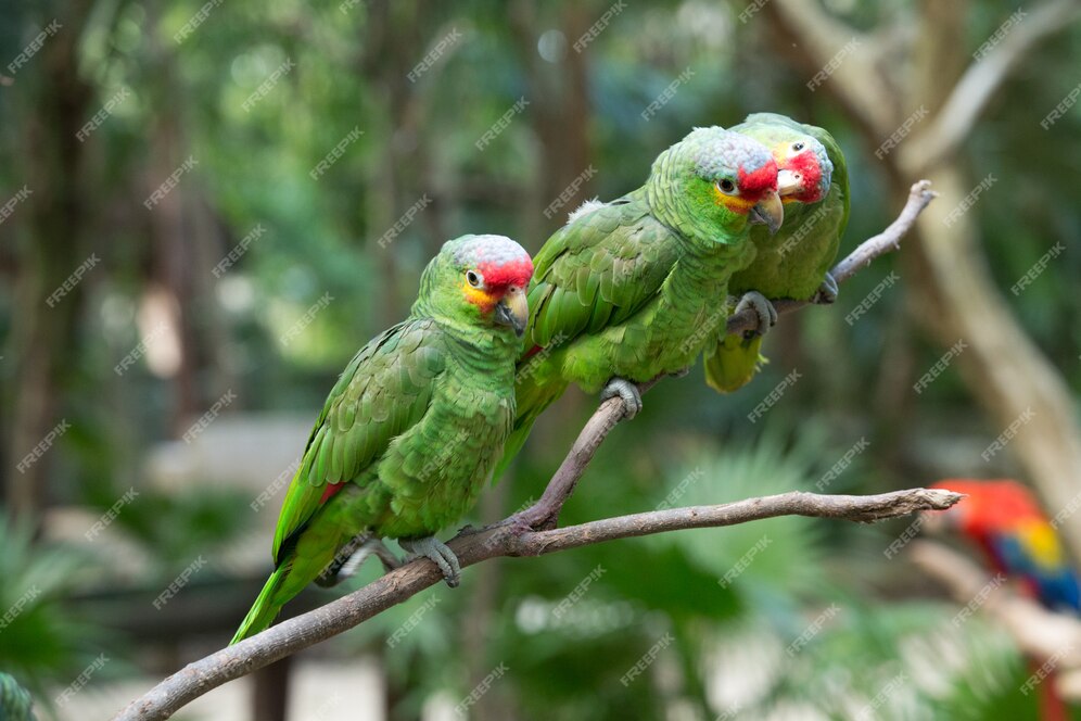 Premium Photo | Parrot bird sitting on the perch