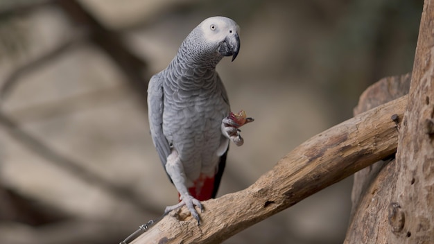 Premium Photo | Parrot eating food