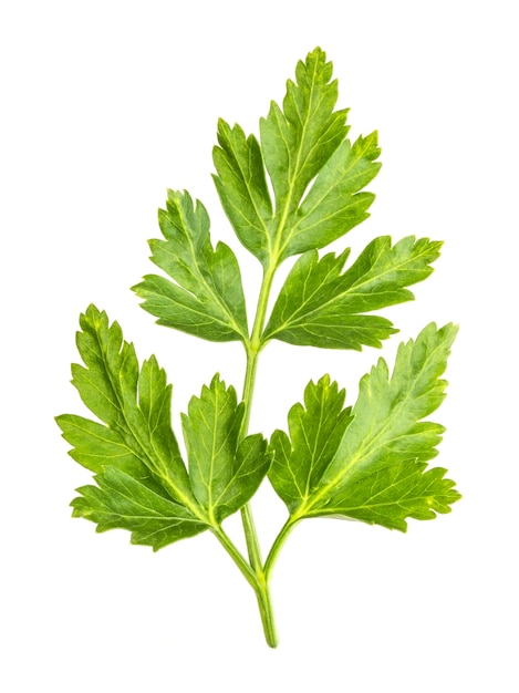 Premium Photo | Parsley leaves isolated