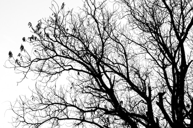 白で隔離される葉のない枯れ木シルエットの一部 プレミアム写真