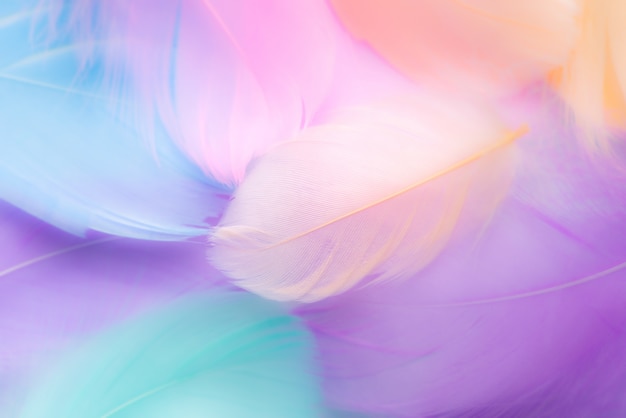 Pastel colour feather abstract background Premium Photo